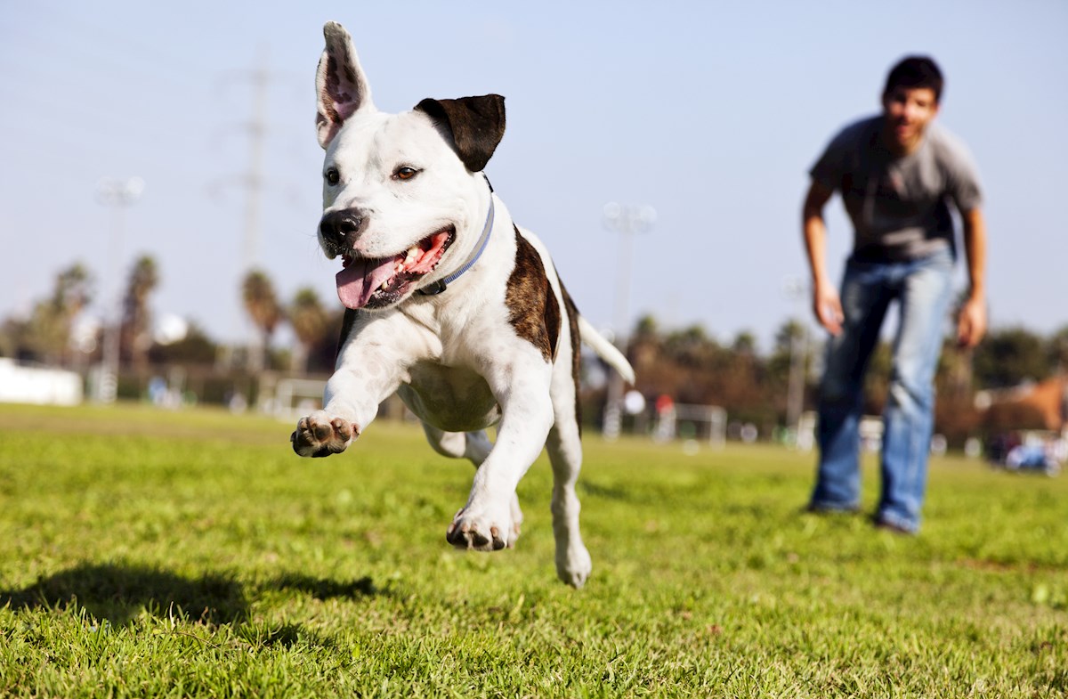 Cantata Point Pet Adoption 